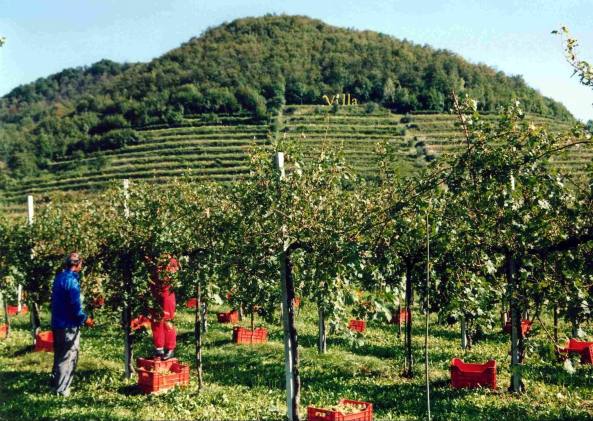 Rejon win Franciacorta, LOMBARDIA - winobranie w posiadłości VILLA