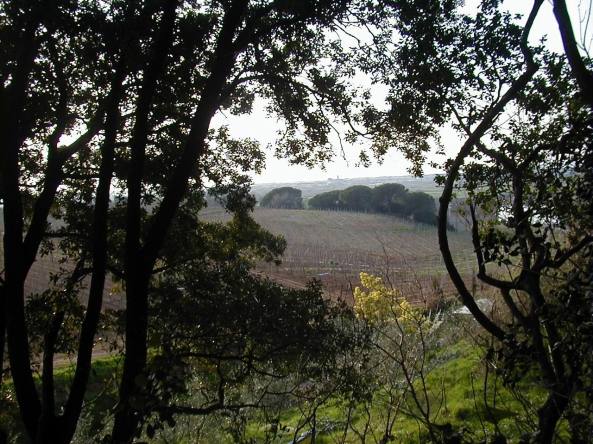 TOSKANIA - widok na winnice z kopca etruskiego grobowca w posiadłości LADRONAIA